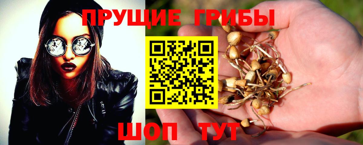 Моршанск  Галлюциногенные грибы Psilocybe  Вход с VPN 